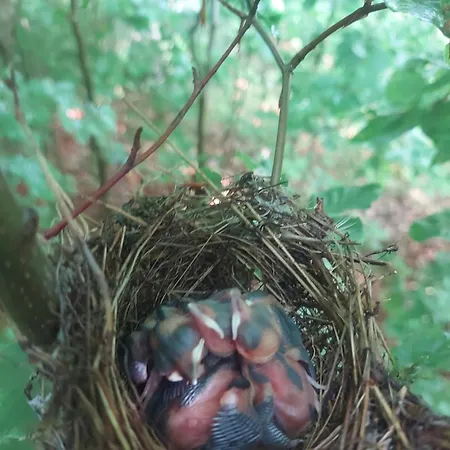 Verusa 2 * Podgoriçe