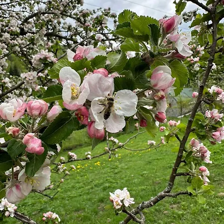 Verusa 2 * 포드고리차