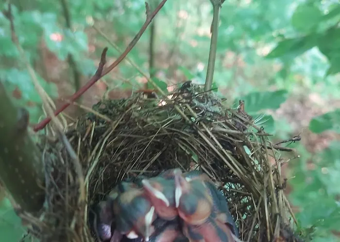 Verusa 2 * Podgorica