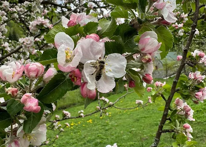 Verusa 2 * Podgorica